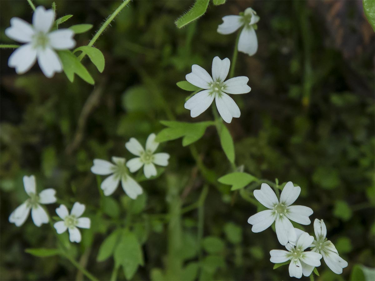 Saxifraga petraea